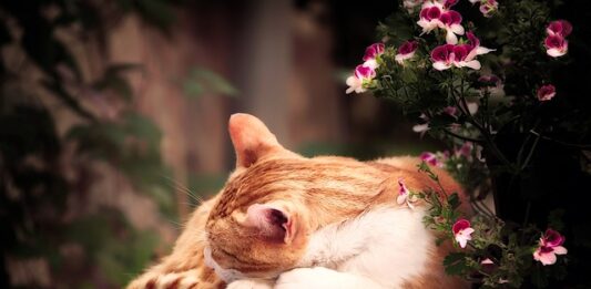 Arriva l’estate, ecco cinque consigli utili per il nostro gatto estate gatto