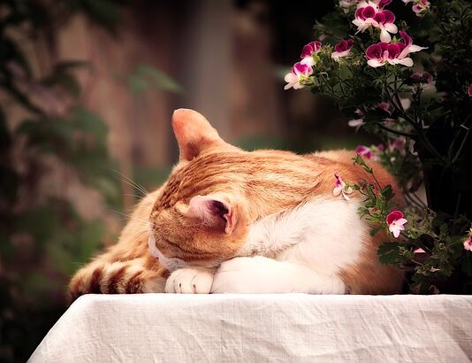estate gatto
