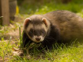 furetto alimenti da evitare
