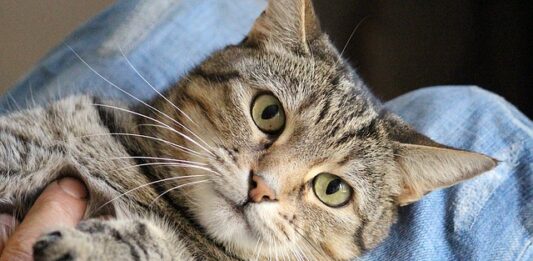 Il gatto guarda il proprietario quando è in difficoltà? Parla uno studio gatto guarda proprietario