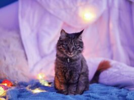 gatto miagola di notte