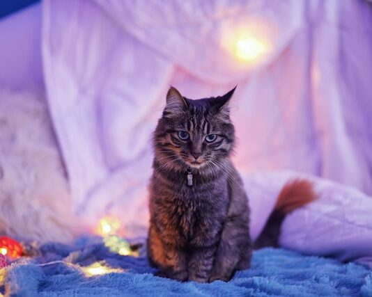 Il gatto miagola di notte: ecco perché lo fa e come comportarsi gatto miagola di notte