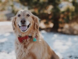 Lotta alle deiezioni canine: la città di Napoli al primo posto in Europa golden retriever