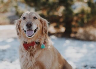 golden retriever