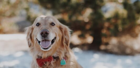 Lotta alle deiezioni canine: la città di Napoli al primo posto in Europa golden retriever