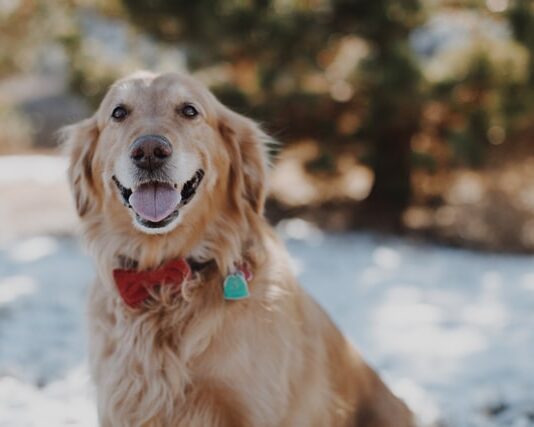 Lotta alle deiezioni canine: la città di Napoli al primo posto in Europa golden retriever