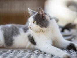 malattie cuore del gatto
