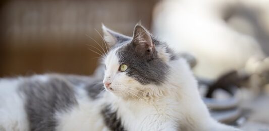 malattie cuore del gatto