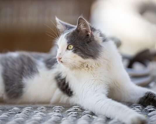 Malattie ereditarie del cuore del gatto: ecco quali sono malattie cuore del gatto