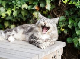 prendersi cura dei denti del gatto