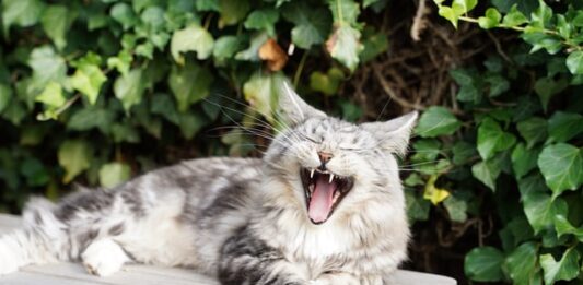 prendersi cura dei denti del gatto