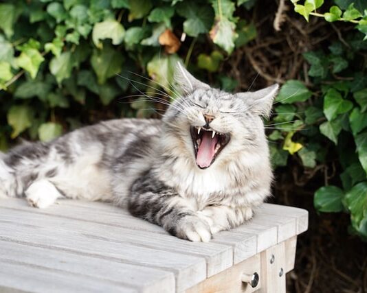 Come prendersi cura dei denti del gatto? Ecco qualche consiglio prendersi cura dei denti del gatto