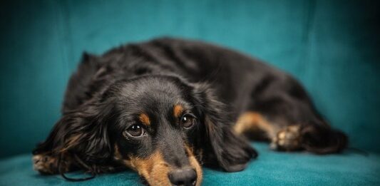 Tumori mammari nel cane: fattori di rischio e trattamento tumori mammari cane