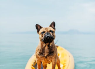 vacanze con il cane