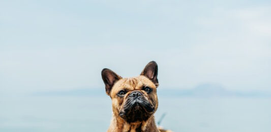vacanze con il cane