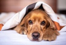 xilitolo caramelle cane