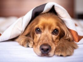 xilitolo caramelle cane