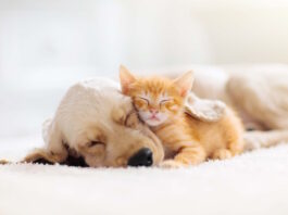 antiparassitari per cuccioli e gattini