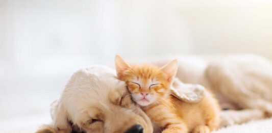 antiparassitari per cuccioli e gattini