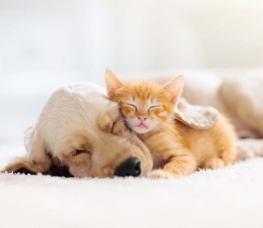 Antiparassitari per cuccioli e gattini: istruzioni per l’uso antiparassitari per cuccioli e gattini