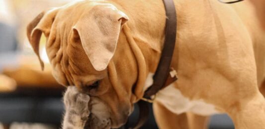 Assicurazione per cane e gatto: ecco tutto quello che c’è da sapere assicurazione-per-cane-e-gatto