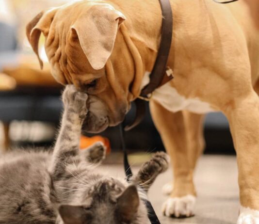 assicurazione-per-cane-e-gatto