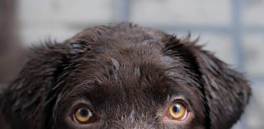 Il cane come percepisce il passare del tempo? Scopriamolo! cane-come-percepisce-il-passare-del-tempo