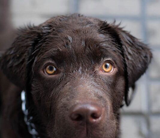 cane-come-percepisce-il-passare-del-tempo