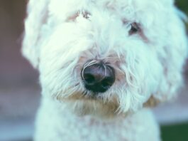 carcinoma mammario cane