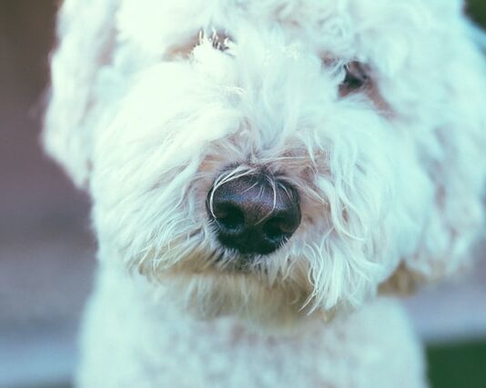 carcinoma mammario cane