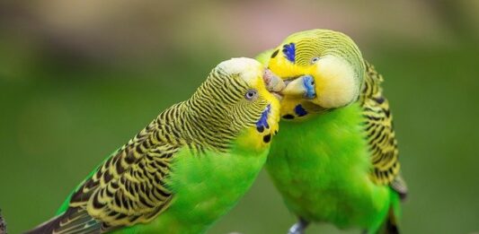 cocorita maschio o femmina