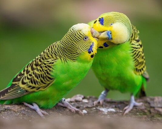 Cocorita maschio o femmina? ecco come capirlo con l’esame del DNA cocorita maschio o femmina