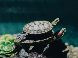 Come allestire un paludario in casa: ecco tre cose da sapere come-allestire-un-paludario