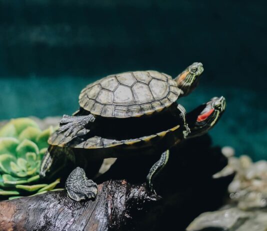 come-allestire-un-paludario