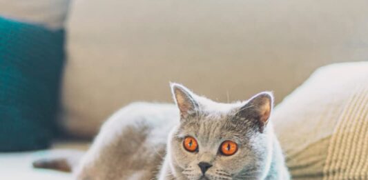 come-riabituare-il-gatto-alla-routine