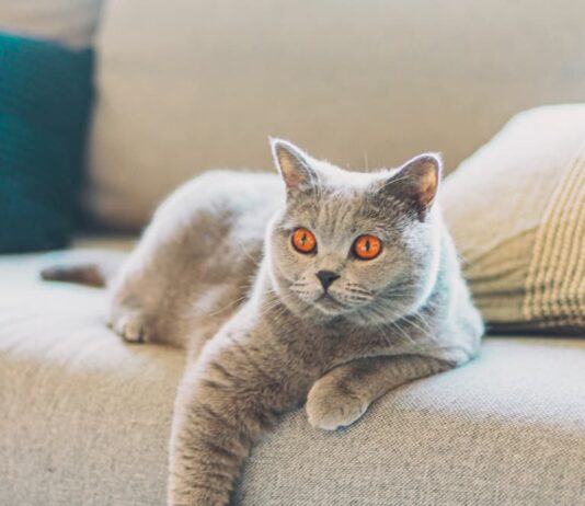 come-riabituare-il-gatto-alla-routine