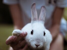 cose-da-sapere-prima-di-adottare-un-coniglio