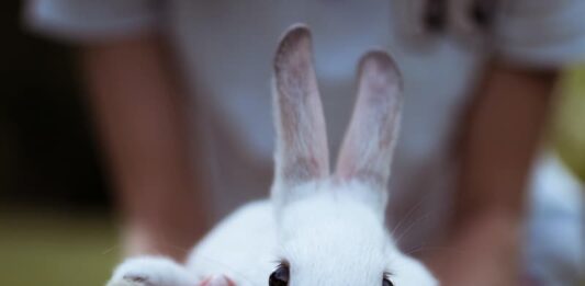 cose-da-sapere-prima-di-adottare-un-coniglio