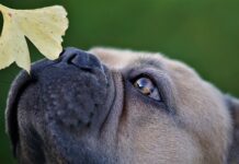 il-cane-percepisce-il-tempo