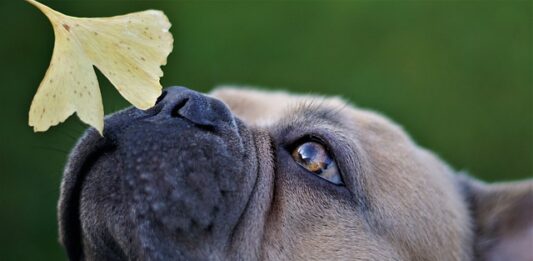 il-cane-percepisce-il-tempo