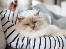 nomi per gatti