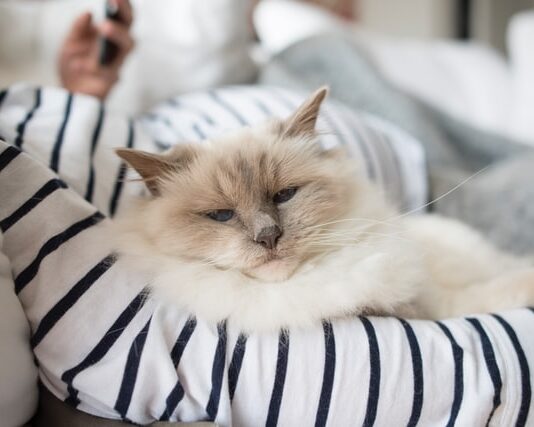 nomi per gatti