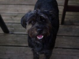 occhio non trasparente cane