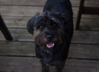 occhio non trasparente cane