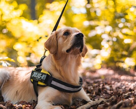 pettorina per il cane
