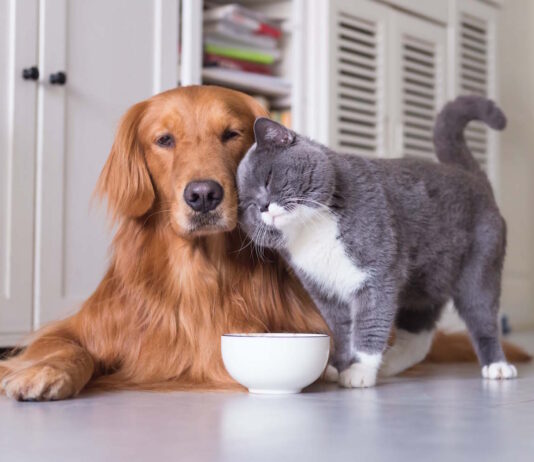 Problemi comportamentali di cane e gatto: i fitoterapici possono aiutare? problemi comportamentali del cane