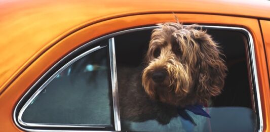 📺Serie tv Friends: di quali cani si sono innamorati i protagonisti serie tv friends cani