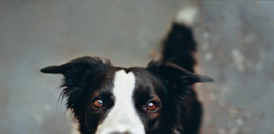tumori-testicolari-nel-cane