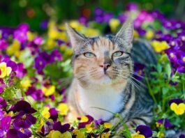 vacanze con il gatto