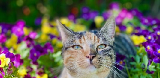 vacanze con il gatto
